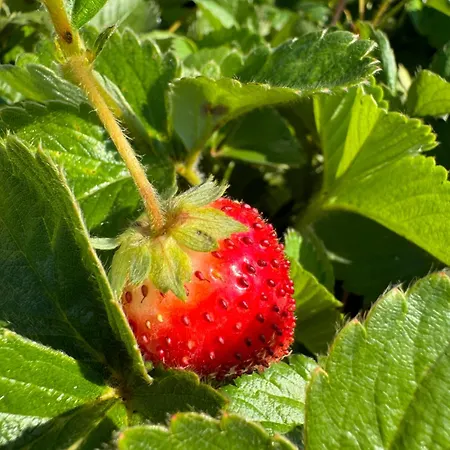 Iva With Pool Vila *