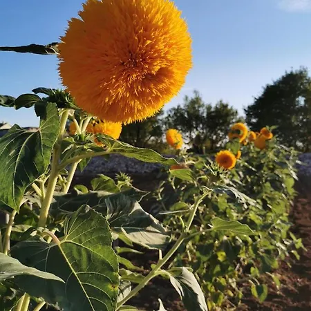 Iva With Pool Villa *