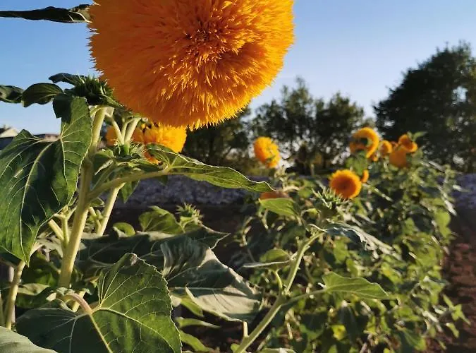 Iva With Pool Villa *